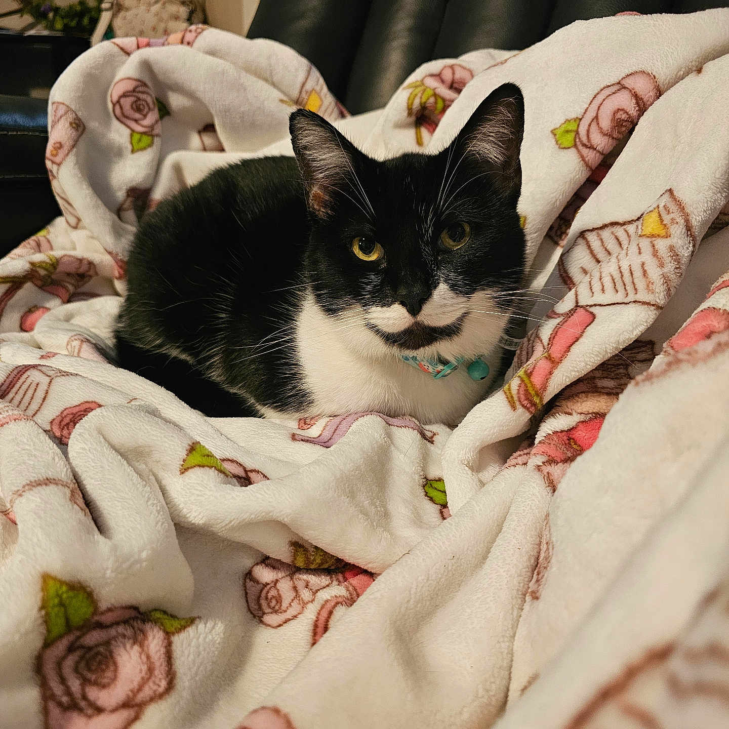 Nala is registered to the contest to win money with this photo: cat, black_and_white, pet, indoor, blanket, floral_pattern, leather_chair, cozy, relaxed, animal, fur, whiskers, collar, resting, cute, domestic, comfort, soft, eyes, portrait