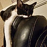 Nala is registered to the contest to win money with this photo: cat, black_and_white, pet, leather_chair, indoor, relaxed, feline, paw, resting, animal, cozy, fur, whiskers, collar, home, domestic, lazy, stitching, texture, comfort