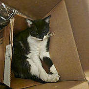 Nala joined the competition — help win amazing prizes! cat, black_and_white_cat, feline, pet, animal, box, cardboard_box, indoor, resting, sleepy, cute, whiskers, paws, fur, relaxed, domestic_animal, cozy, closeup, companion, mammal