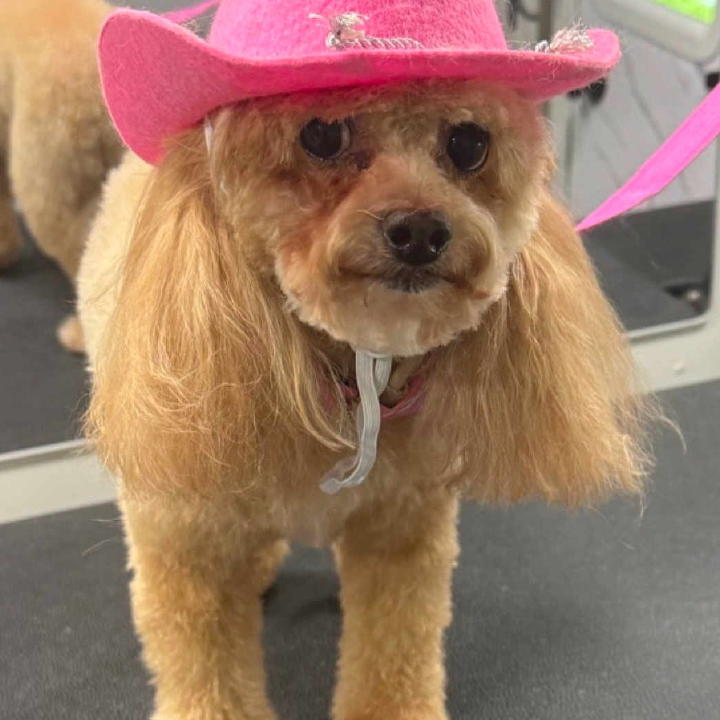 Dallas joined the competition — help win amazing prizes! dog, puppy, small_dog, fluffy, brown_fur, pink_hat, cowboy_hat, pet, animal, portrait, standing, front_view, cute, adorable, indoors, vehicle, harness, leash, groomed, photography