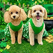 Dallas is registered to the contest to win money with this photo: dogs, puppies, st_patricks_day, shamrocks, green_outfits, costumes, festive, pet_portrait, fluffy, curly_coat, small_breed, standing, open_mouth, happy, outdoor, decorations, artificial_grass, top_hat, gold_coins, holiday_theme