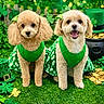 dogs, puppies, st_patricks_day, shamrocks, green_outfits, costumes, festive, pet_portrait, fluffy, curly_coat, small_breed, standing, open_mouth, happy, outdoor, decorations, artificial_grass, top_hat, gold_coins, holiday_theme
