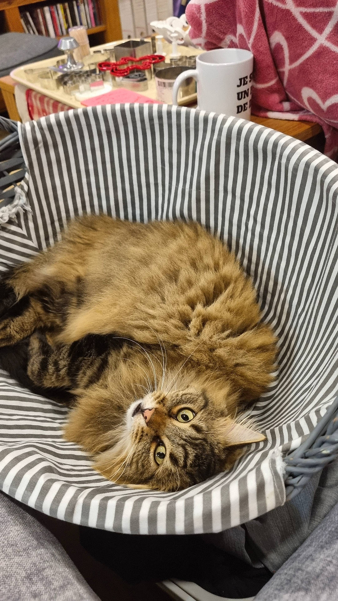 Tami a rejoint le concours — aidez-le/la à gagner de superbes lots ! animal, architecture, armchair, basket, building, cat, chair, couch, cup, cushion, furniture, homedecor, indoors, kitten, livingroom, manx, person, pet, room, sleeping