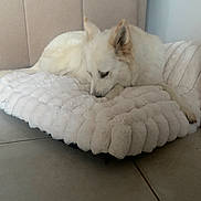 Iska participe au concours pour gagner de l'argent avec cette photo : dog, white_dog, pet, bed, cushion, fur, cozy, resting, indoor, paws, ear, snout, muzzle, blanket, sofa, home, floor_tile, portrait, relaxed, sleepy