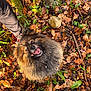 dog, pomeranian, pet, fur, portrait, smiling, autumn, leaves, outdoors, forest_floor, shoe, rock, stick, moss, happy, cute, small_dog, eye_contact, ground, playful