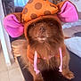 dog, pomeranian, pet, costume, hoodie, elephant_ears, pink, brown_fur, face, nose, eyes, fur, indoor, table, couch, portrait, close_up, adorable, small_animal, home_interior