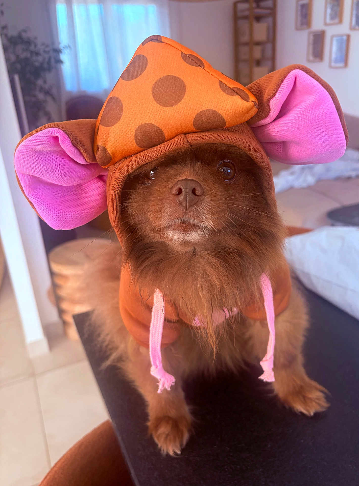 Souki participe au concours pour gagner de l'argent avec cette photo : dog, pomeranian, pet, costume, hoodie, elephant_ears, pink, brown_fur, face, nose, eyes, fur, indoor, table, couch, portrait, close_up, adorable, small_animal, home_interior