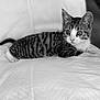 kitten, cat, animal, pet, feline, striped, resting, cushion, indoor, close_up, black_and_white, whiskers, ears, eyes, fur, cute, small, young, adorable, relaxed