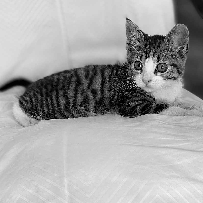 Shadow is registered to the contest to win money with this photo: adorable, animal, black_and_white, cat, close_up, cushion, cute, ears, eyes, feline, fur, indoor, kitten, pet, relaxed, resting, small, striped, whiskers, young