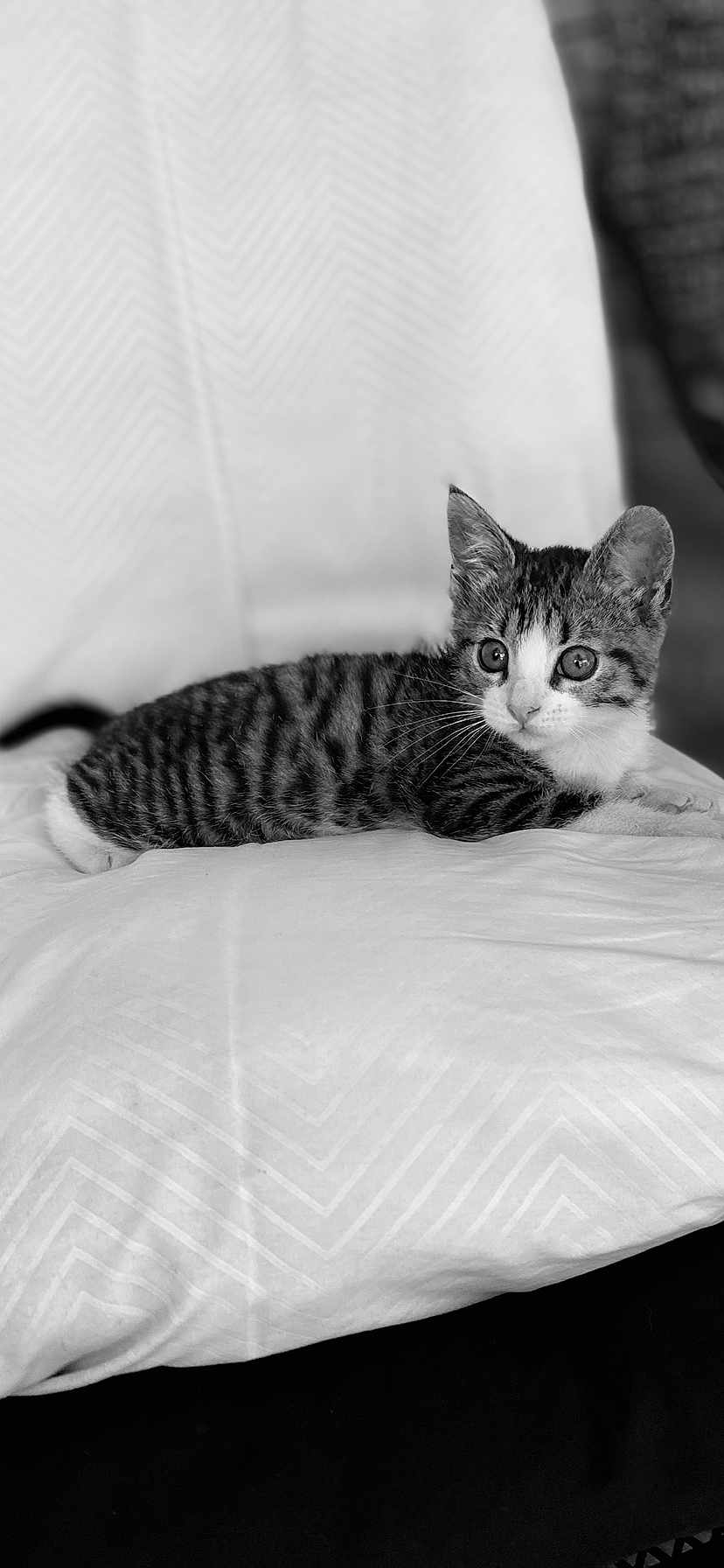 Shadow is registered to the contest to win money with this photo: kitten, cat, animal, pet, feline, striped, resting, cushion, indoor, close_up, black_and_white, whiskers, ears, eyes, fur, cute, small, young, adorable, relaxed