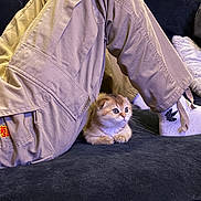 Tater Tot joined the competition — help win amazing prizes! kitten, cat, pet, animal, cute, couch, person, pants, socks, indoor, furniture, resting, small, fur, legs, cozy, curious, domestic, companion, home