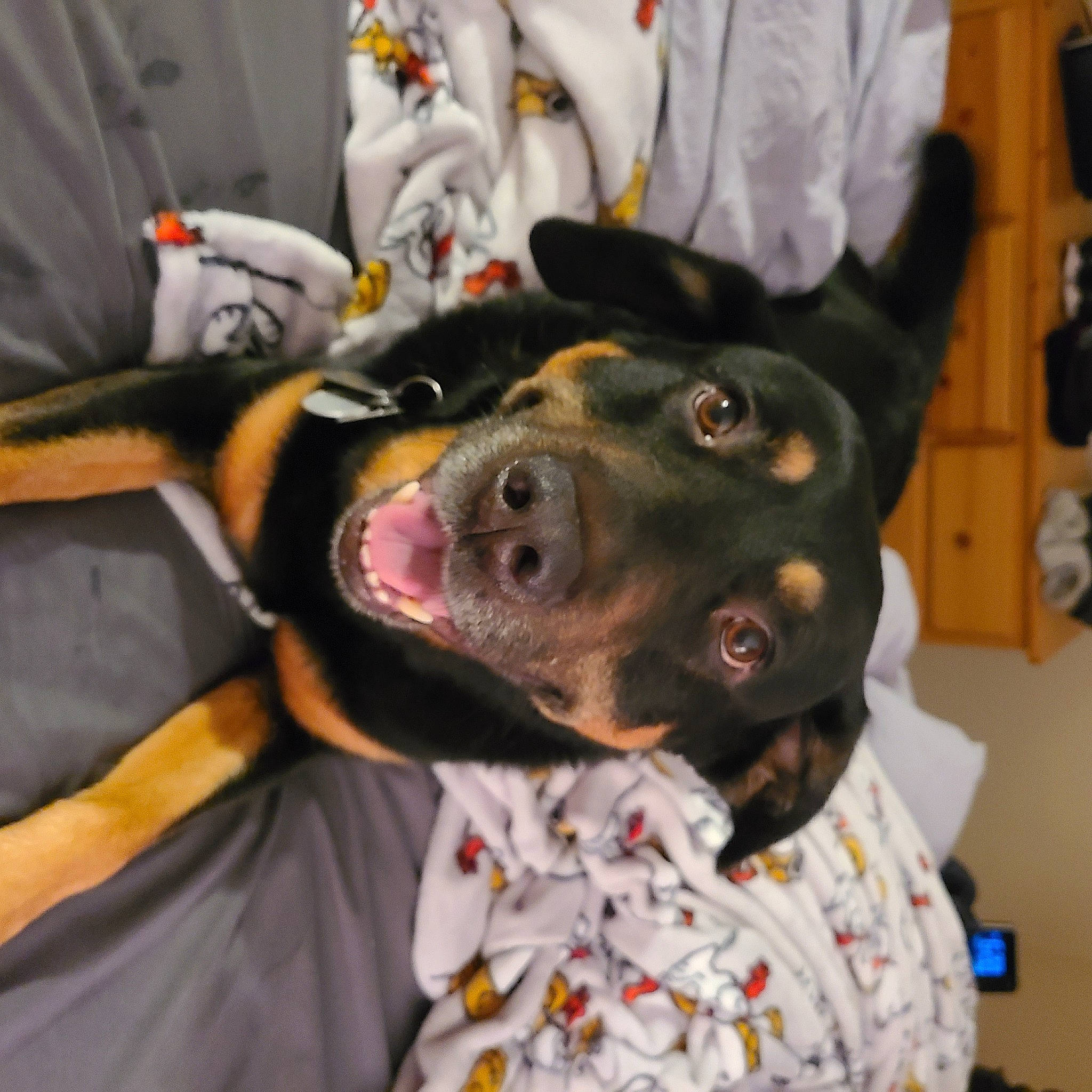 Gunnar is registered to the contest to win money with this photo: canidae, carnivore, collar, companion_dog, dog, dog_breed, dog_clothes, dog_collar, ear, fawn, fur, guard_dog, jaw, law_enforcement, leash, pinscher, snout, sporting_group, whiskers, working_animal