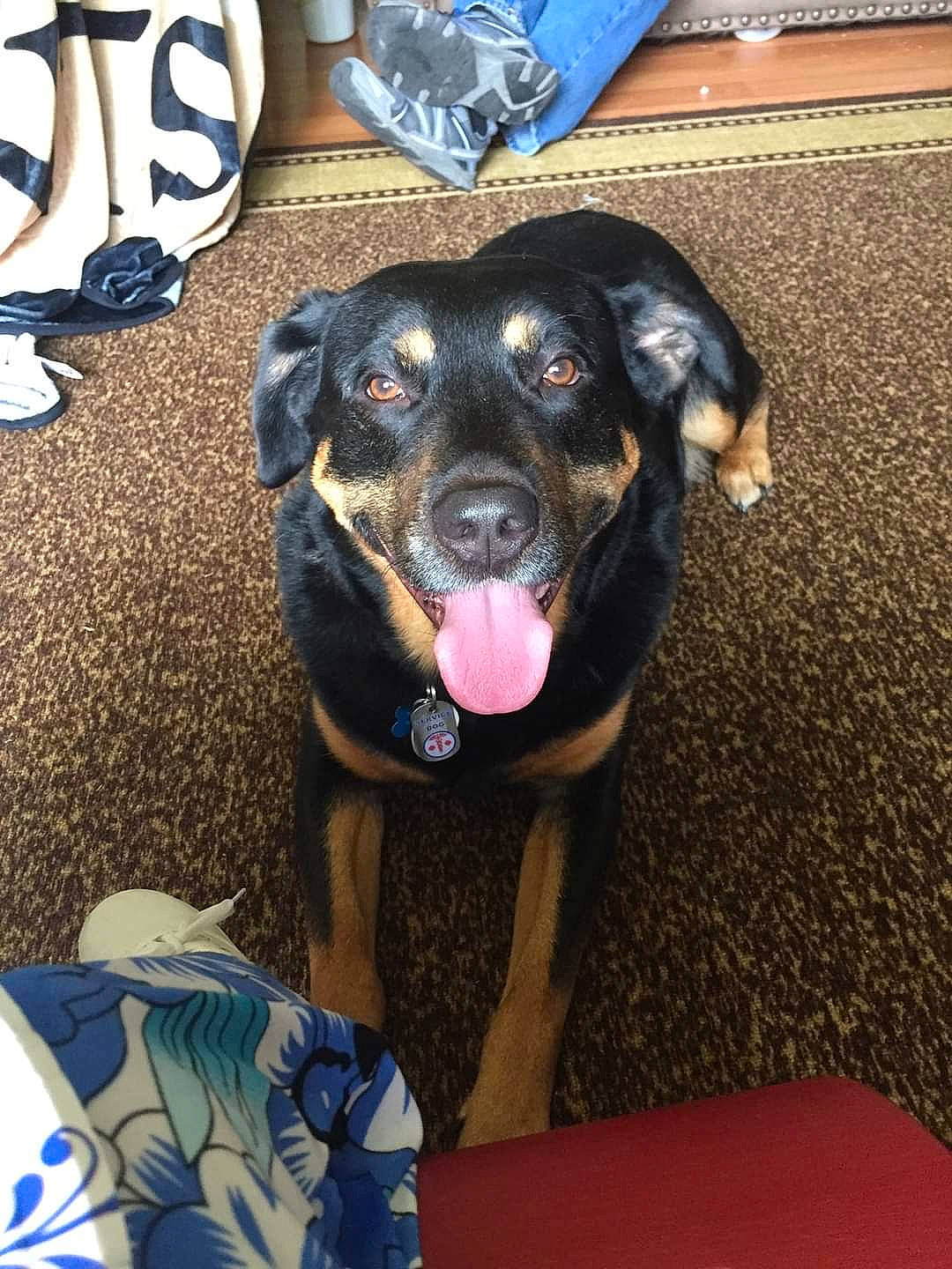 Gunnar joined the competition — help win amazing prizes! beagador, beauceron, canidae, carnivore, dog, dog_breed, fawn, guard_dog, huntaway, mammal, rottweiler, sporting_group, vertebrate