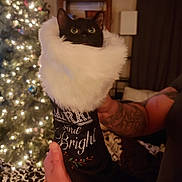 Daisy is registered to the contest to win money with this photo: cat, black_cat, christmas_stocking, holiday_decor, white_fur, tattooed_arm, indoor, christmas_tree, lights, festive, cozy, hand, animal, pet, decorations, background_blur, warm_lighting, fur, celebration, text_on_stocking