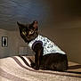 Daisy joined the competition — help win amazing prizes! cat, black_cat, pet, animal, shirt, clothing, indoor, blanket, striped, furniture, cozy, curious, sitting, portrait, cute, feline, eyes, home, decor, lamp