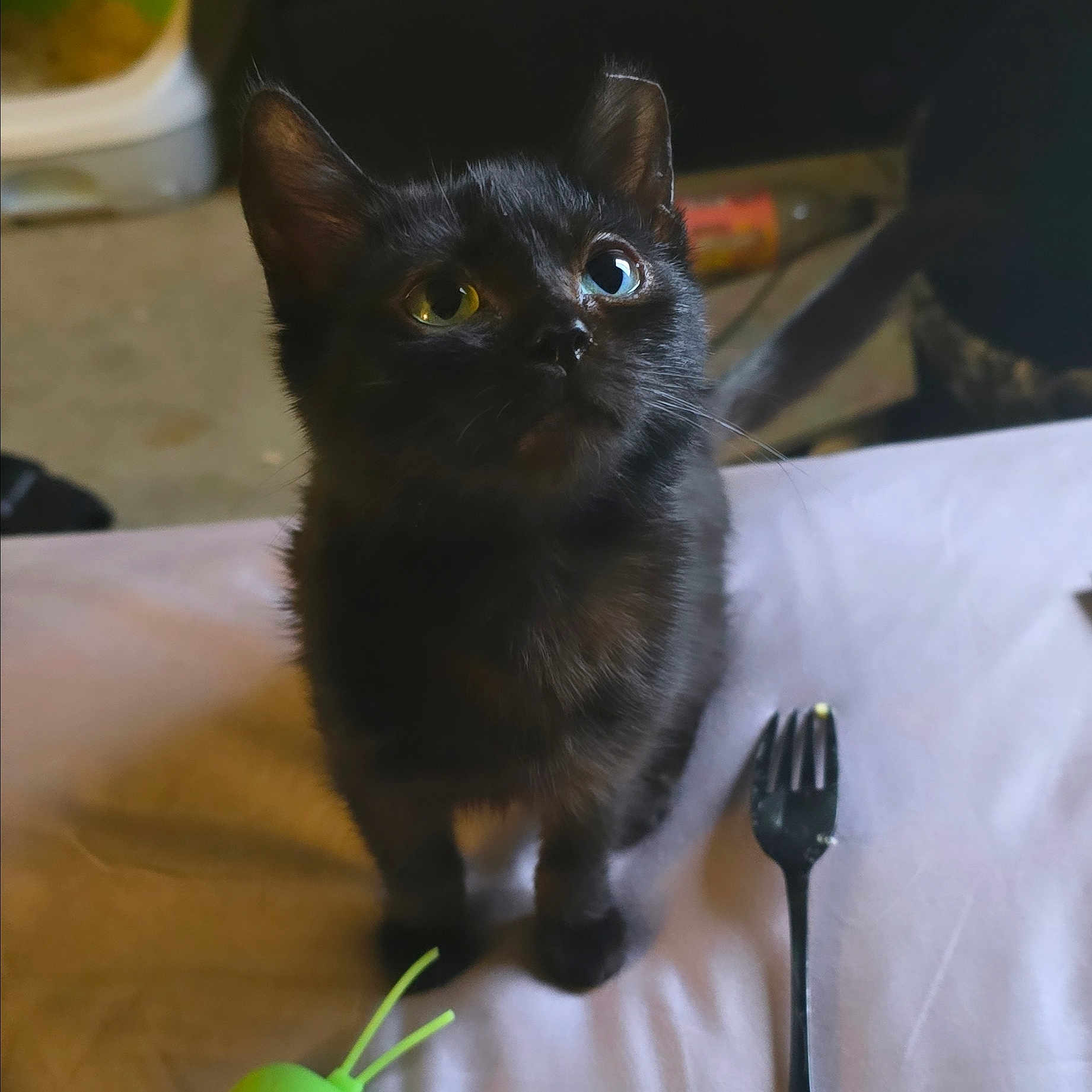 Daisy is registered to the contest to win money with this photo: animal, black_fur, black_kitten, cat, close_up, curious, cute, domestic_cat, feline, fork, heterochromia, household, indoor, looking_up, pet, small, soft_surface, toy, whiskers, young_cat