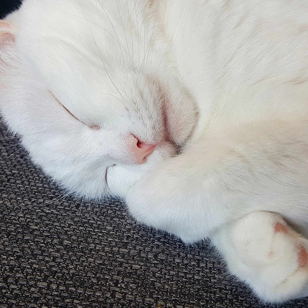 Lola is registered to the contest to win money with this photo: aegean_cat, burmilla, cat, cat_like_mammal, domestic_short_haired_cat, eye, fauna, fur, khao_manee, kitten, nose, paw, skin, small_to_medium_sized_cats, snout, turkish_angora, turkish_van, whiskers, white