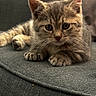 Bianca participe au concours pour gagner de l'argent avec cette photo : kitten, cat, tabby, pet, animal, feline, whiskers, fur, couch, gray, indoor, cute, curious, relaxed, small, young, closeup, portrait, paw, resting