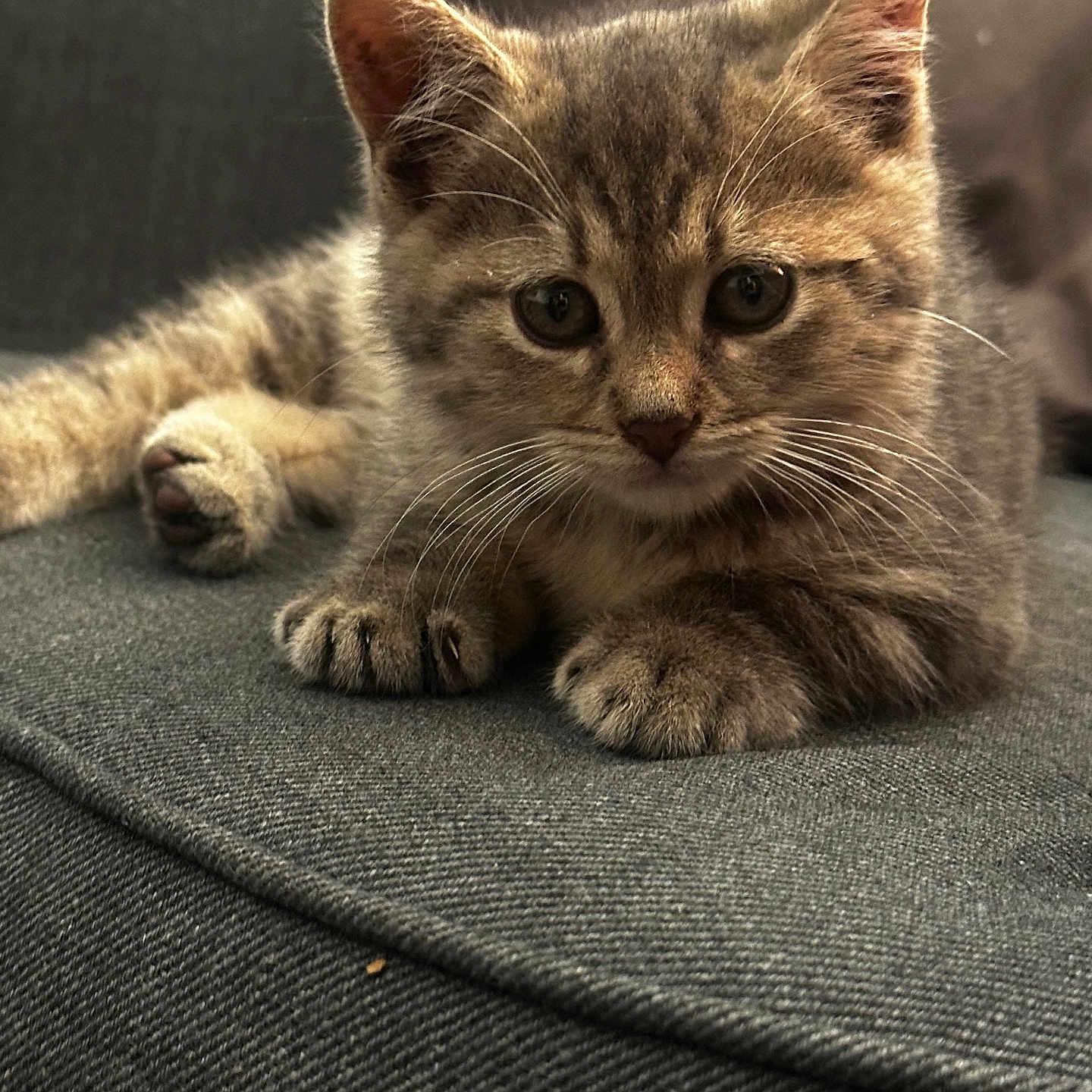 Bianca participe au concours pour gagner de l'argent avec cette photo : kitten, cat, tabby, pet, animal, feline, whiskers, fur, couch, gray, indoor, cute, curious, relaxed, small, young, closeup, portrait, paw, resting