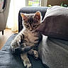 Bianca a rejoint le concours — aidez-le/la à gagner de superbes lots ! kitten, cat, tabby, pet, indoor, couch, pillow, gray, fur, whiskers, tail, paw, window, light, home, relaxing, cute, animal, feline, young