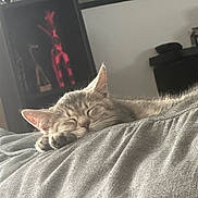 Bianca a rejoint le concours — aidez-le/la à gagner de superbes lots ! cat, sleeping, gray_cat, tabby, paw, blanket, indoor, furniture, decor, figurine, giraffe, shelf, resting, cozy, cute, pet, animal, relaxation, closeup, soft