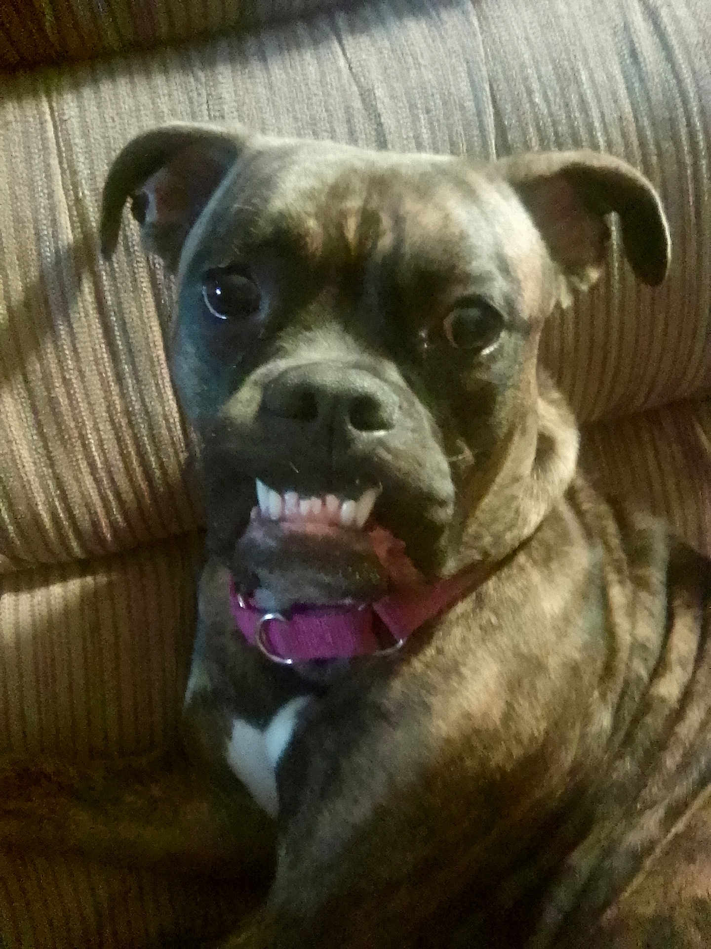 Indi joined the competition — help win amazing prizes! dog, brindle, pet, canine, collar, purple_collar, couch, indoor, smile, teeth, face, fur, ears, animal, domestic_animal, cute, portrait, sitting, closeup, expression