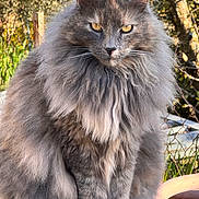 Rosie Guido participe au concours pour gagner de l'argent avec cette photo : cat, long_hair, fluffy, outdoor, nature, greenery, garden, animal, pet, feline, fur, sitting, sunlight, close_up, portrait, yellow_eyes, serious_expression, wildlife, domestic_animal, tree
