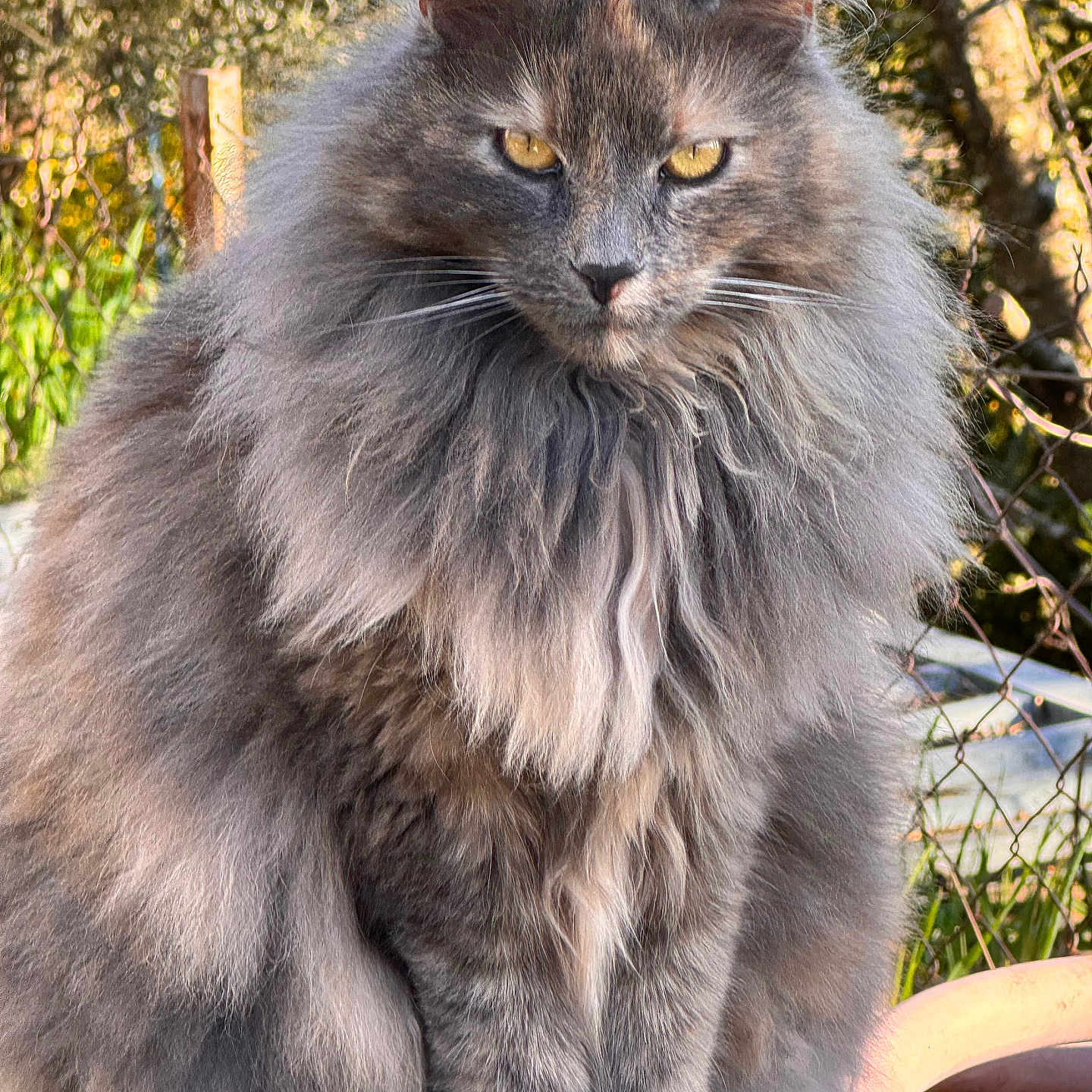 Rosie Guido participe au concours pour gagner de l'argent avec cette photo : cat, long_hair, fluffy, outdoor, nature, greenery, garden, animal, pet, feline, fur, sitting, sunlight, close_up, portrait, yellow_eyes, serious_expression, wildlife, domestic_animal, tree