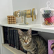 Nala a rejoint le concours — aidez-le/la à gagner de superbes lots ! cat, tabby_cat, bookshelf, books, jewelry, bracelets, necklaces, glass_container, decor, indoor, pet, feline, curious, sitting, ears, whiskers, eyes, tail, wood, shelf