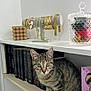 cat, tabby_cat, bookshelf, books, jewelry, bracelets, necklaces, glass_container, decor, indoor, pet, feline, curious, sitting, ears, whiskers, eyes, tail, wood, shelf