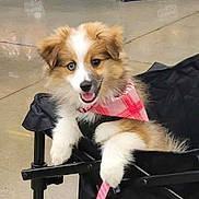 Leah is registered to the contest to win money with this photo: puppy, dog, bandana, pink, cart, leash, happy, smiling, fur, cute, pet, indoor, animal, canine, playful, young, fluffy, tongue_out, paw, domestic