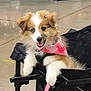 puppy, dog, bandana, pink, cart, leash, happy, smiling, fur, cute, pet, indoor, animal, canine, playful, young, fluffy, tongue_out, paw, domestic