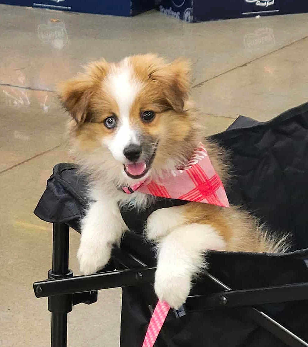 Leah is registered to the contest to win money with this photo: puppy, dog, bandana, pink, cart, leash, happy, smiling, fur, cute, pet, indoor, animal, canine, playful, young, fluffy, tongue_out, paw, domestic