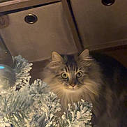Maverick joined the competition — help win amazing prizes! cat, fluffy, christmas_tree, ornaments, holiday, indoor, curious, wide_eyes, decorations, frosted_branches, cozy, shelf, storage_bins, brown, furniture, pet, animal, holiday_decor, festive, soft_lighting