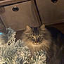 cat, fluffy, christmas_tree, ornaments, holiday, indoor, curious, wide_eyes, decorations, frosted_branches, cozy, shelf, storage_bins, brown, furniture, pet, animal, holiday_decor, festive, soft_lighting