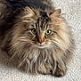cat, long_hair, green_eyes, carpet, scrunchie, leopard_print, pet, animal, feline, indoor, cute, fluffy, whiskers, ears, fur, playful, domestic_cat, close_up, resting, alert