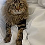 cat, tabby, fluffy, pet, animal, feline, whiskers, paws, bed, blanket, white, cozy, cute, indoor, curious, resting, soft, fur, striped, eyes