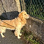 dog, golden_retriever, leash, pavement, stone_wall, chain_link_fence, outdoor, sunlight, shadow, grass, plants, pet, animal, canine, fur, walking, daytime, nature, side_view, alert