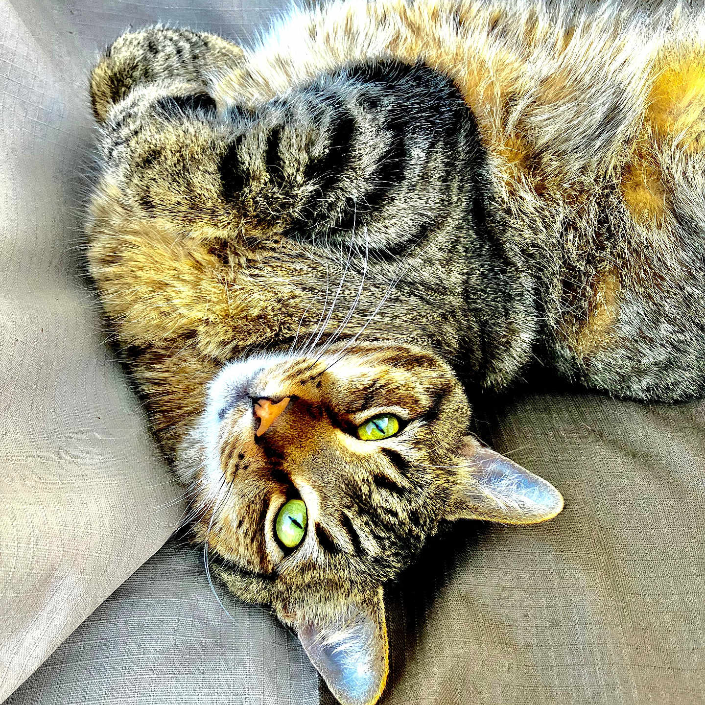 Mocha joined the competition — help win amazing prizes! abyssinian, angora, animal, blanket, cat, claw, couch, cushion, egyptiancat, electronics, furniture, hardware, homedecor, hook, kitten, manx, person, pet, sleeping, snout
