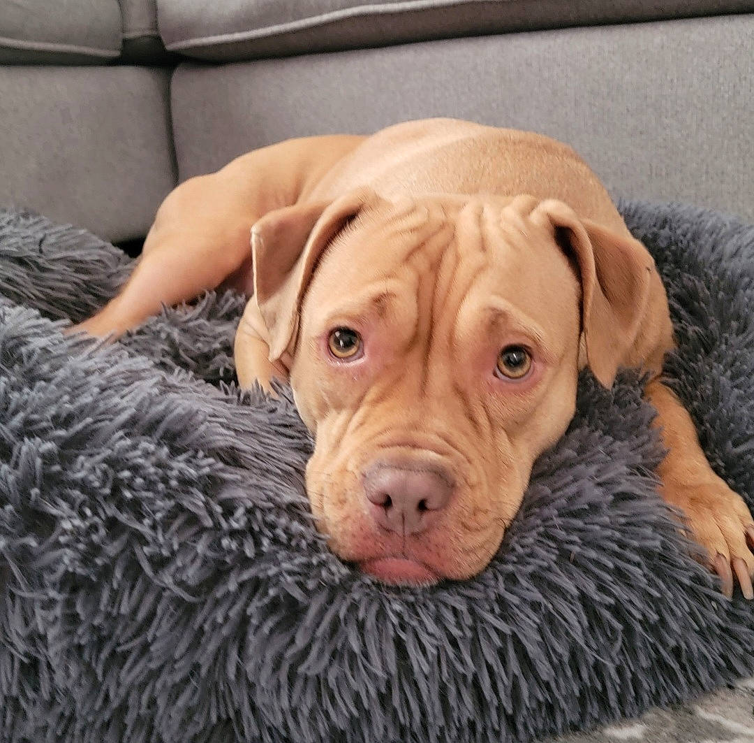 Stella is registered to the contest to win money with this photo: carnivore, comfort, companion_dog, dog, dog_breed, dog_collar, dog_supply, eye, fawn, flooring, fur, hardwood, liver, pet_supply, sporting_group, terrestrial_animal, whiskers, wood, working_animal, wrinkle