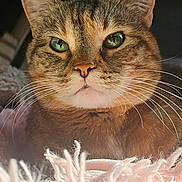 Fee Fee is registered to the contest to win money with this photo: cat, tabby, pet, whiskers, green_eyes, close_up, portrait, fur, nose, ears, blanket, cozy, indoor, domestic_animal, feline, mammal, soft_texture, staring, cute, relaxed