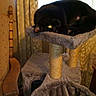Midnight joined the competition — help win amazing prizes! black_cat, cat_tree, cat, pet, indoor, furniture, chair, curtains, home_interior, cozy, sleeping_cat, resting, feline, animal, domestic, window, curtain_pattern, wooden_chair, soft_texture, relaxation