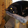 black_cat, cat, cat_tree, indoor, yellow_eyes, furniture, curtains, wooden_chair, pets, relaxing, cozy, animal, mammal, feline, resting, domestic_cat, household, soft_light, upside_down, close_up