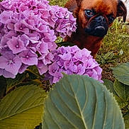 Guismo a rejoint le concours — aidez-le/la à gagner de superbes lots ! brown_dog, closeup, curious, cute, dog, flora, flower, garden, grass, green_leaf, hydrangea, leaf, nature, outdoor, pet, plant, purple_flower, small_dog, spring, summer