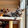 cat, gray_cat, fluffy, window, indoor, perch, cat_tree, furniture, home_interior, natural_light, relaxed, pet, cozy, yellow_eyes, wood_floor, wall_art, chair, table, domestic_cat, resting