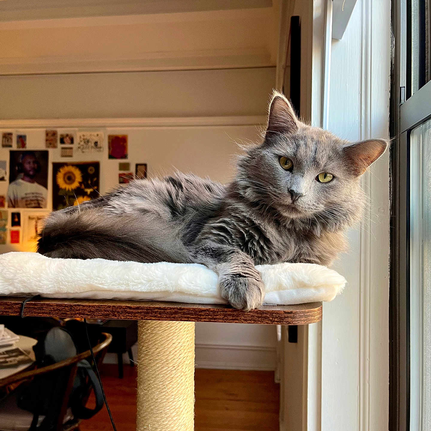 Cosmo joined the competition — help win amazing prizes! cat, gray_cat, fluffy, window, indoor, perch, cat_tree, furniture, home_interior, natural_light, relaxed, pet, cozy, yellow_eyes, wood_floor, wall_art, chair, table, domestic_cat, resting