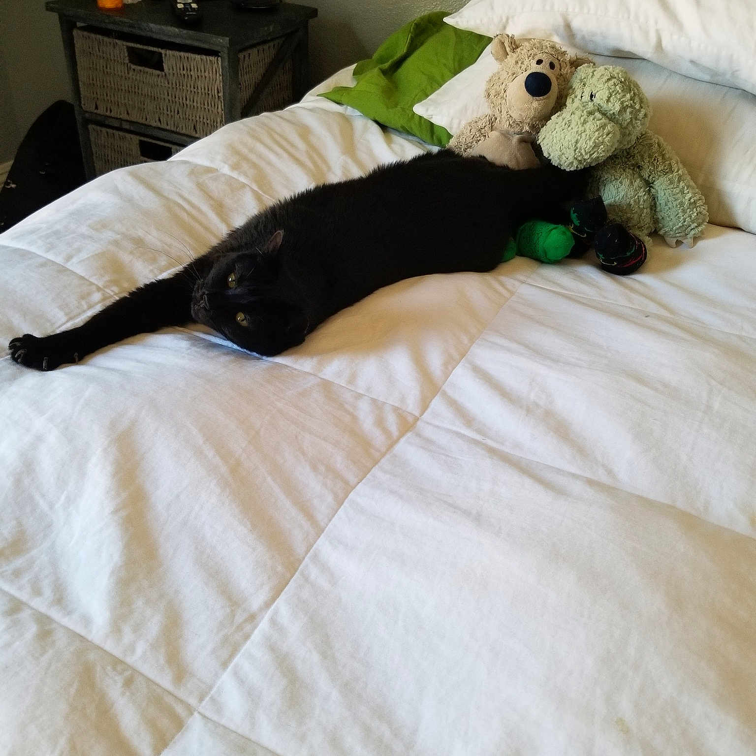 Handsome joined the competition — help win amazing prizes! bed_sheet, bedding, bedroom, blanket, canidae, comfort, companion_dog, furniture, joy, linens, person, pillow, room