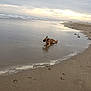 dog, beach, water, sand, paw_prints, ocean, cloudy_sky, sunset, shallow_water, animal, outdoor, nature, waves, calm, relaxation, canine, shoreline, footprints, sky, landscape