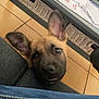 Thanos participe au concours pour gagner de l'argent avec cette photo : puppy, dog, indoor, curious, ears, face, floor, couch, table, papers, box, tile, pet, animal, looking, closeup, brown, black, young, cute