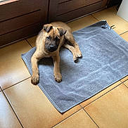 Thanos participe au concours pour gagner de l'argent avec cette photo : puppy, dog, towel, floor, tile, brown, indoor, pet, young, cute, animal, fur, ears, lying, looking, curious, snout, paws, home, resting